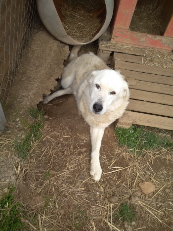 Verletzter Hund in Kastoria